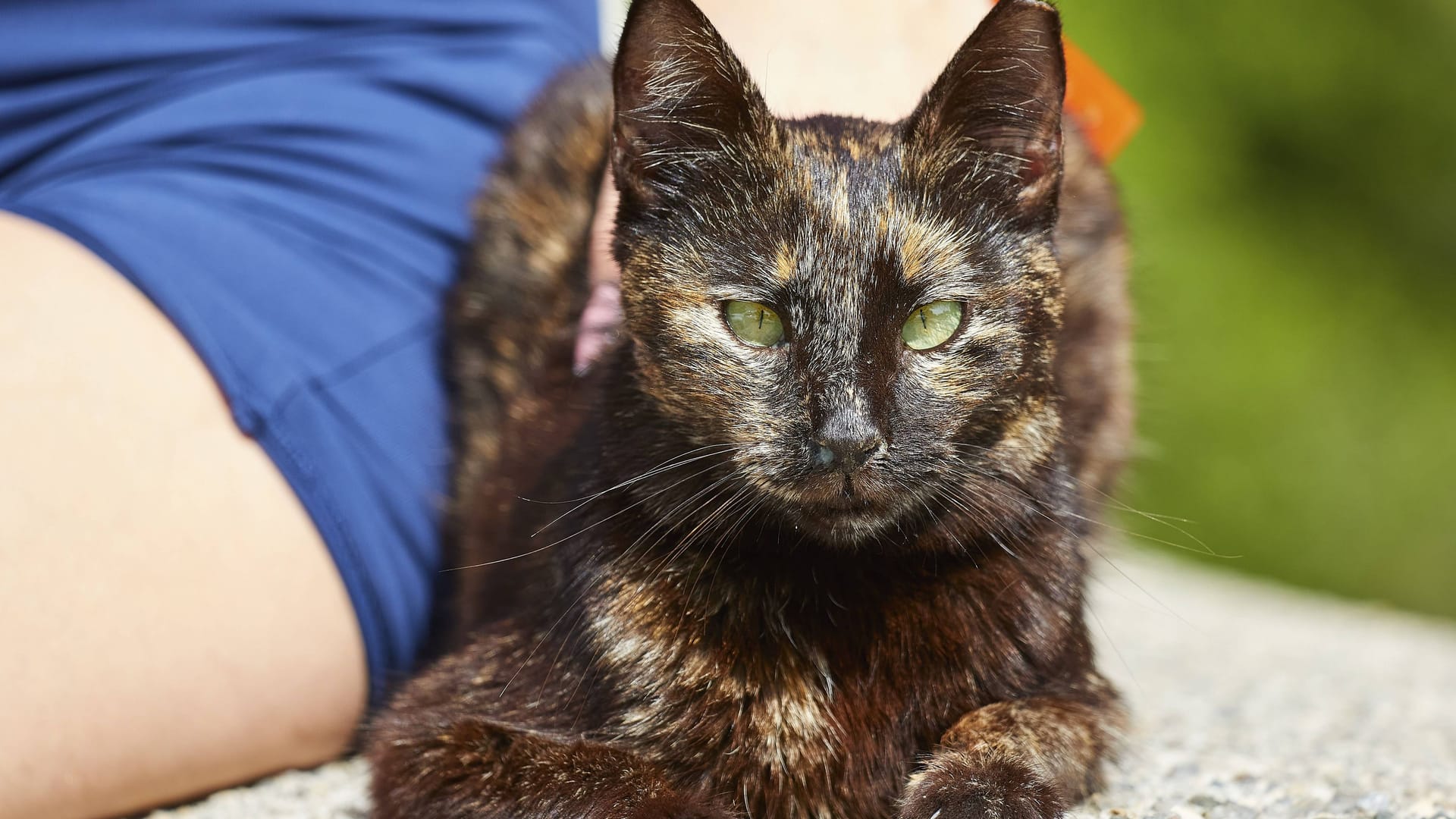 Eine schwarze Katze liegt auf dem Boden (Symbolbild): Im Tierheim in Burgdorf warten mehrere ehemalige Streunerkatzen auf ein neues Zuhause.