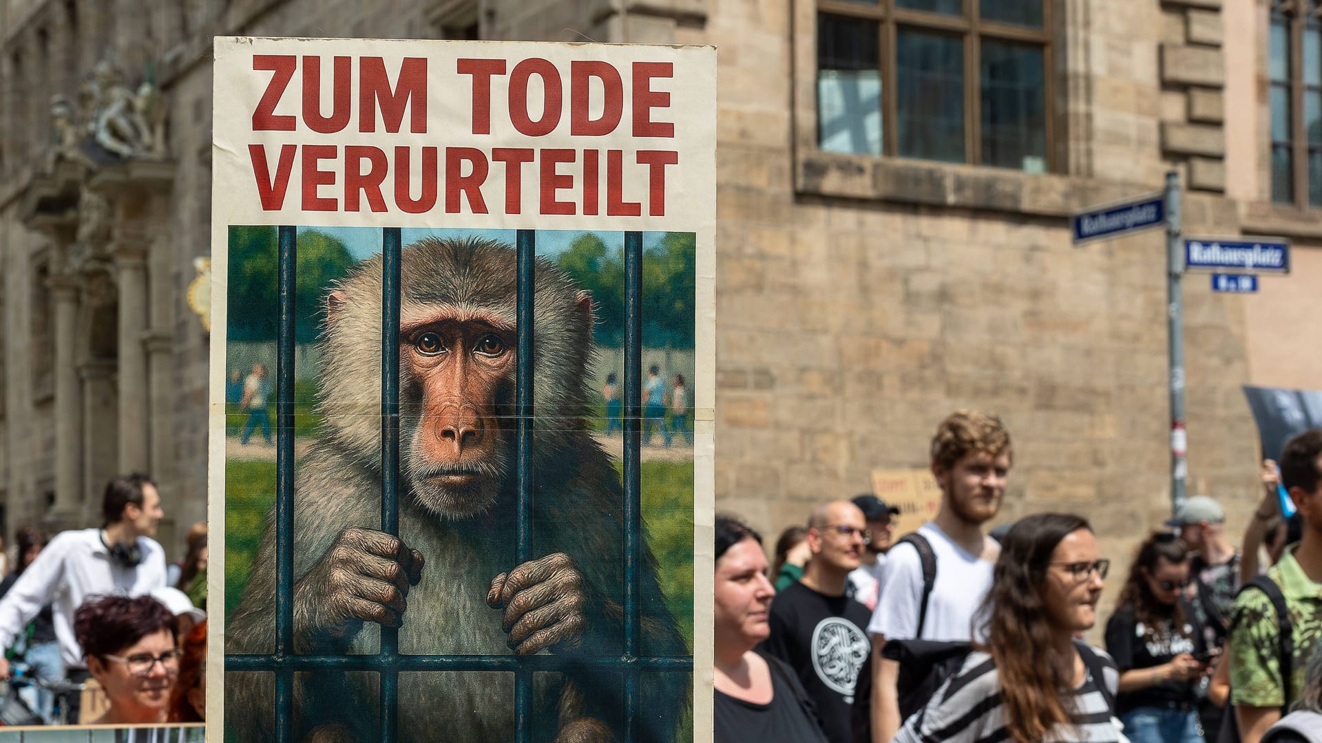 Nach der Tötung der Paviane kam es in Nürnberg zu Protesten (Archivfoto): Die Entscheidung des dortigen Tierparks sorgte bundesweit für Diskussionen.