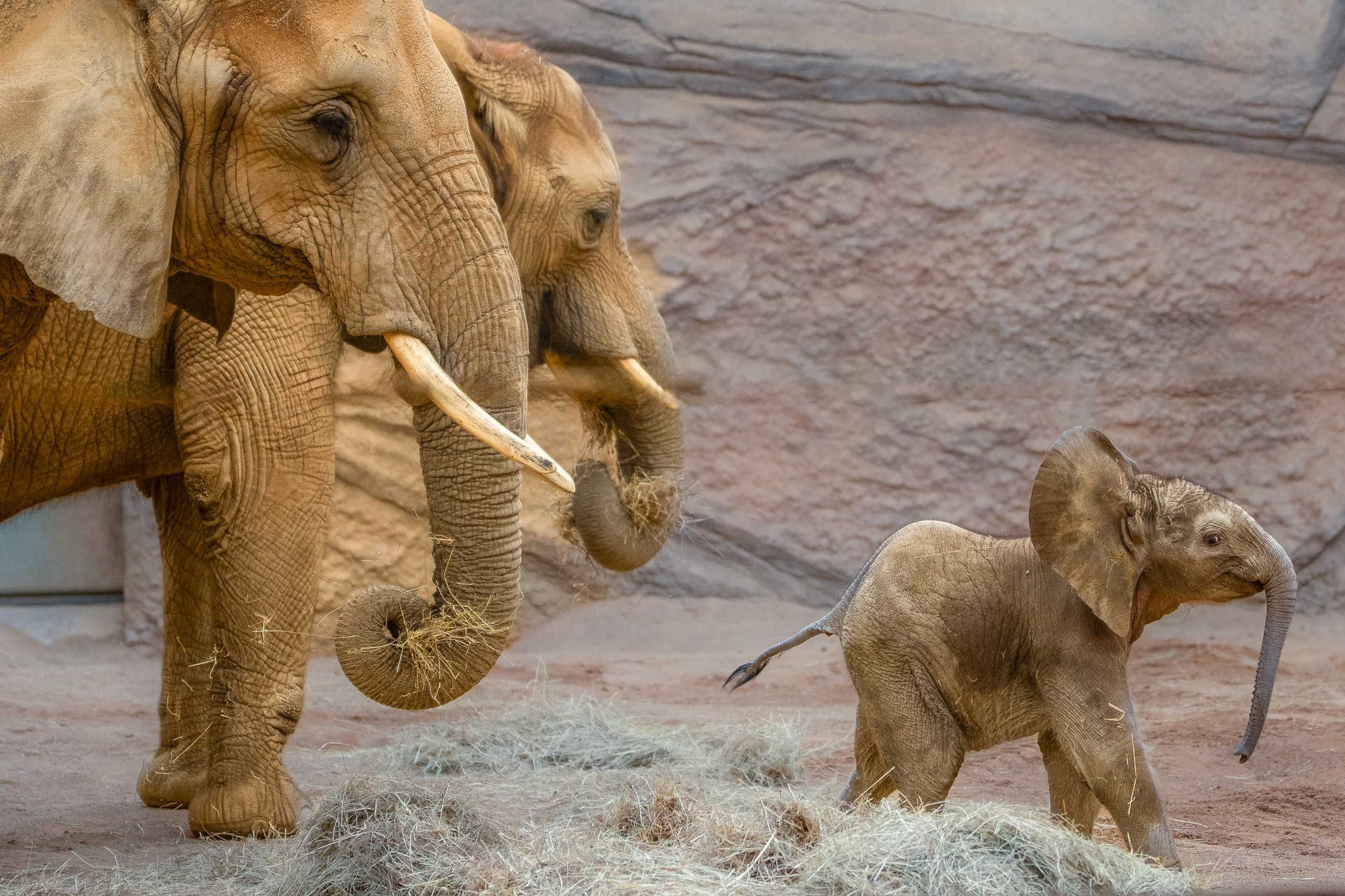 Elefantenbaby Kaja mit Mutter Kariba und Ziehmutter Lilak (im Vordergrund): Bei der Führung geht es auch zu dem rund ein Meter großen Jungtier.