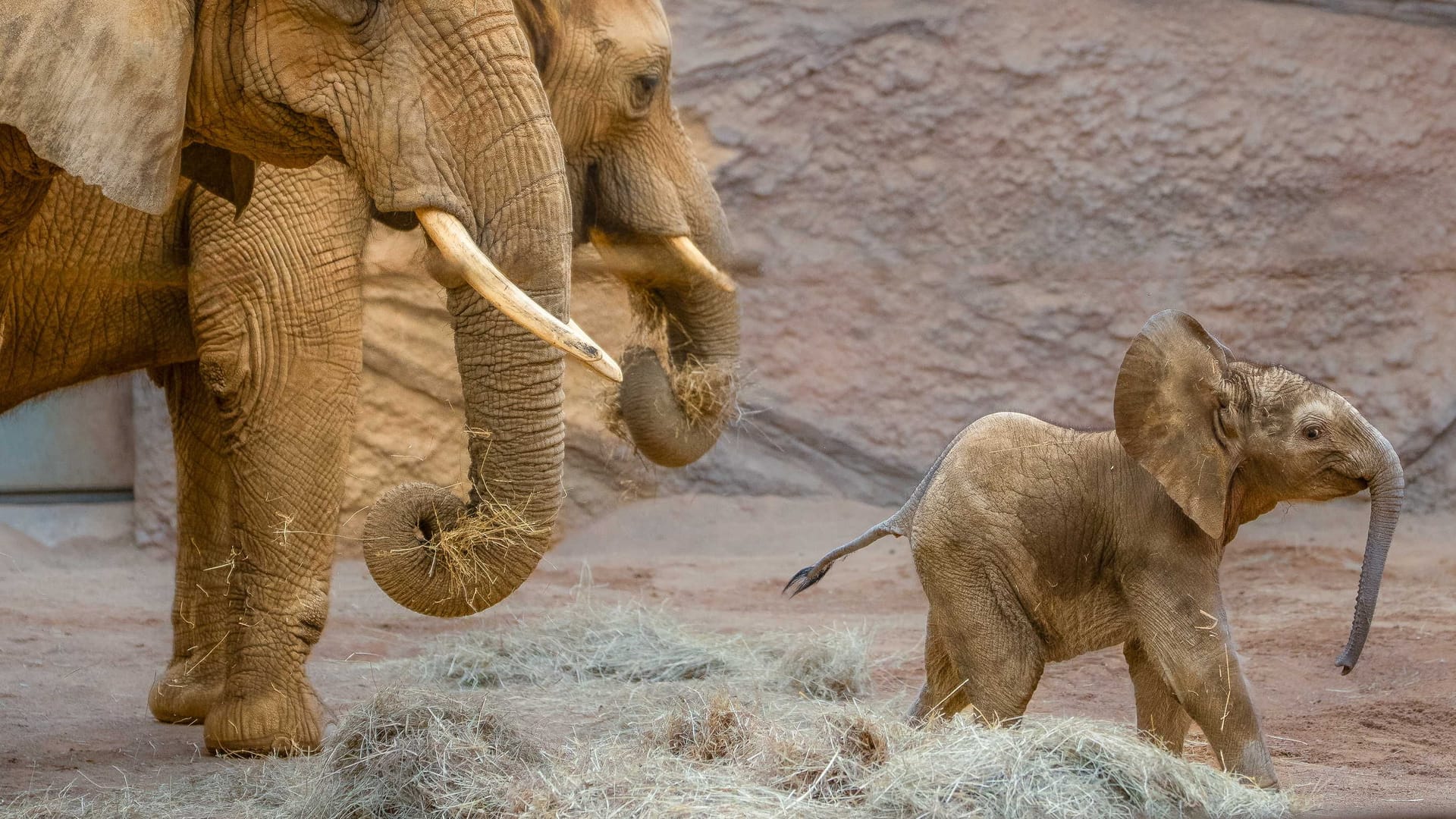 Elefantenbaby Kaja mit Mutter Kariba und Ziehmutter Lilak (im Vordergrund): Bei der Führung geht es auch zu dem rund ein Meter großen Jungtier.