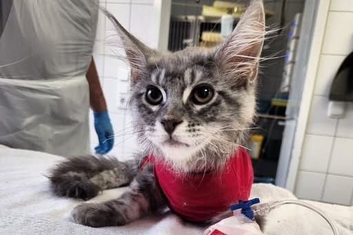 Echo bei der Tierhilfe Wolfsburg: Die kleine Katze kämpft um ihr Leben.