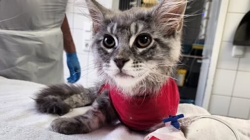 Echo bei der Tierhilfe Wolfsburg: Die kleine Katze kämpft um ihr Leben. Echo bei der Tierhilfe Wolfsburg: Die kleine Katze kämpft um ihr Leben.