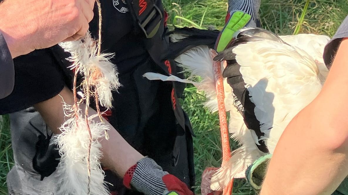 Rettungskräfte befreien einen Storch von einer Leine: Der Vogel hatte sich in einem Baum verheddert.