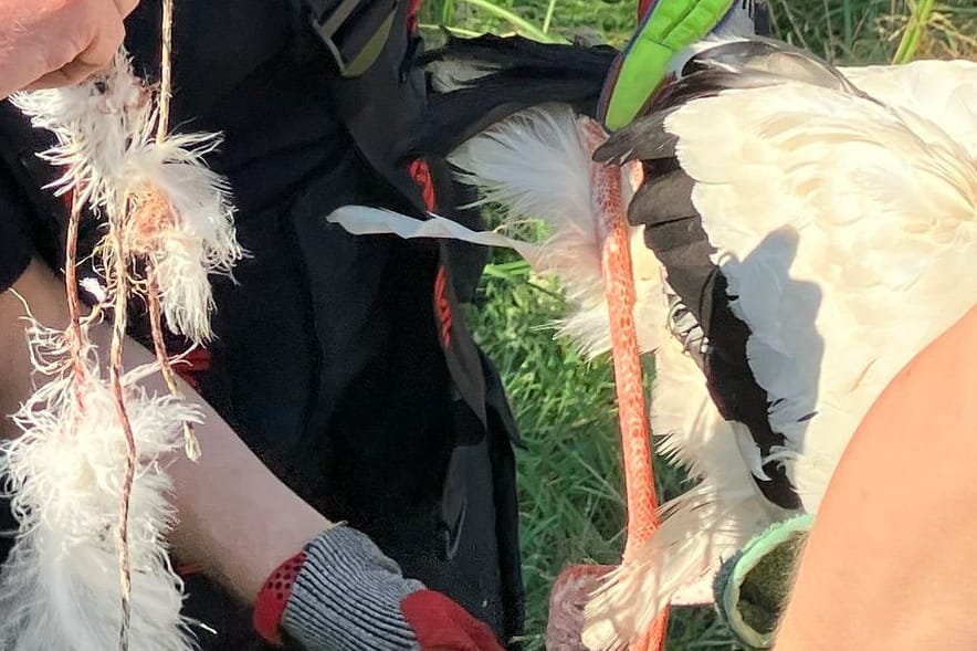 Rettungskräfte befreien einen Storch von einer Leine: Der Vogel hatte sich in einem Baum verheddert.
