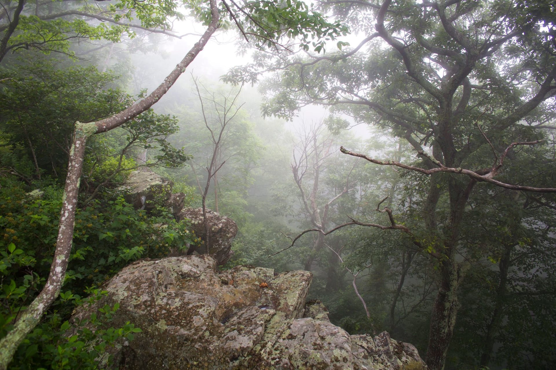 Shenandoah-Nationalpark in den USA