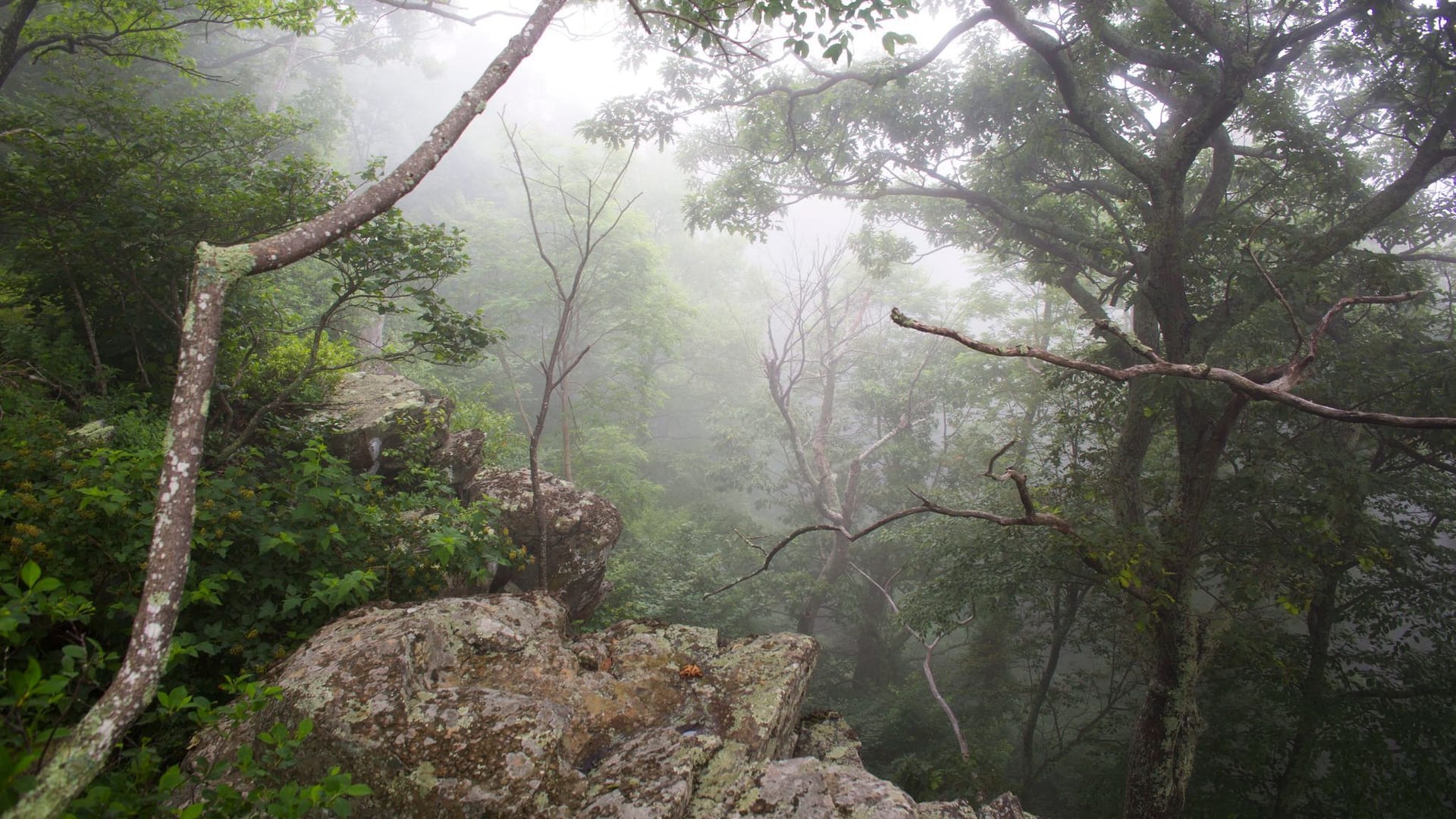 Shenandoah-Nationalpark in den USA