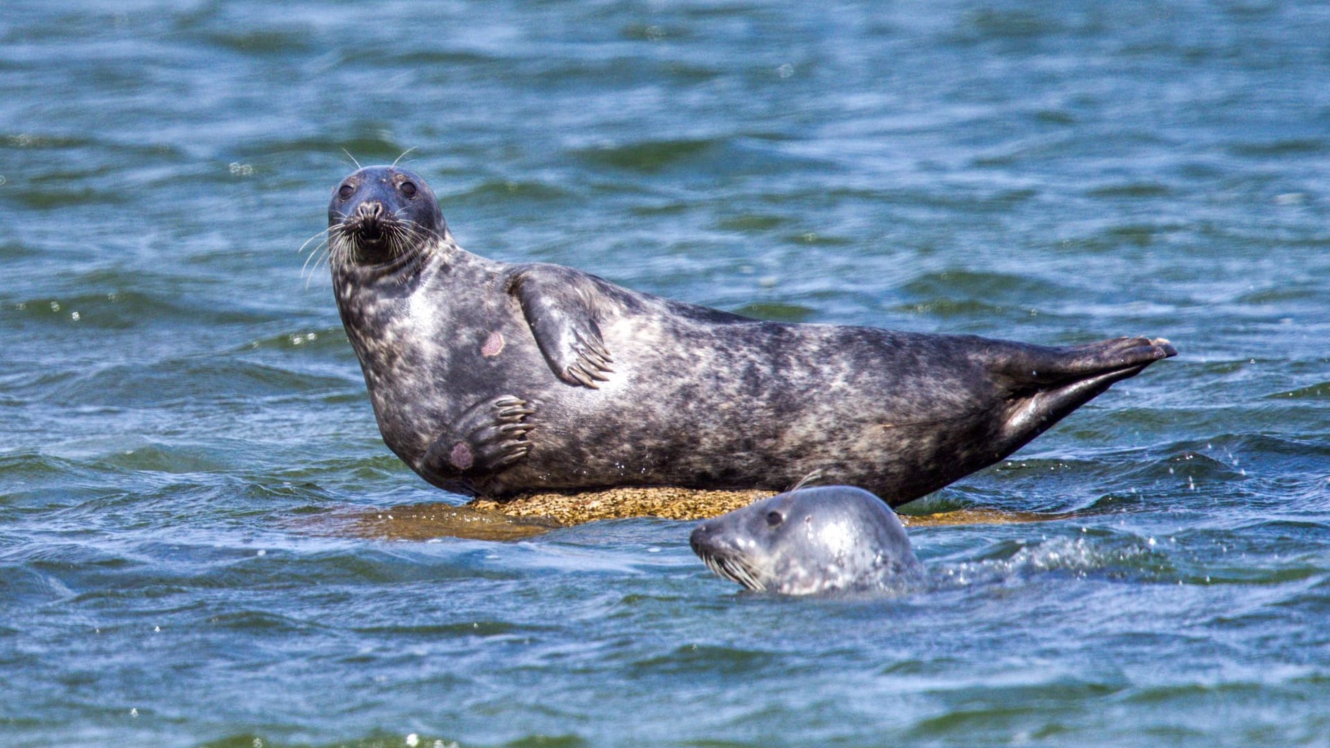 Kegelrobben in Ostsee
