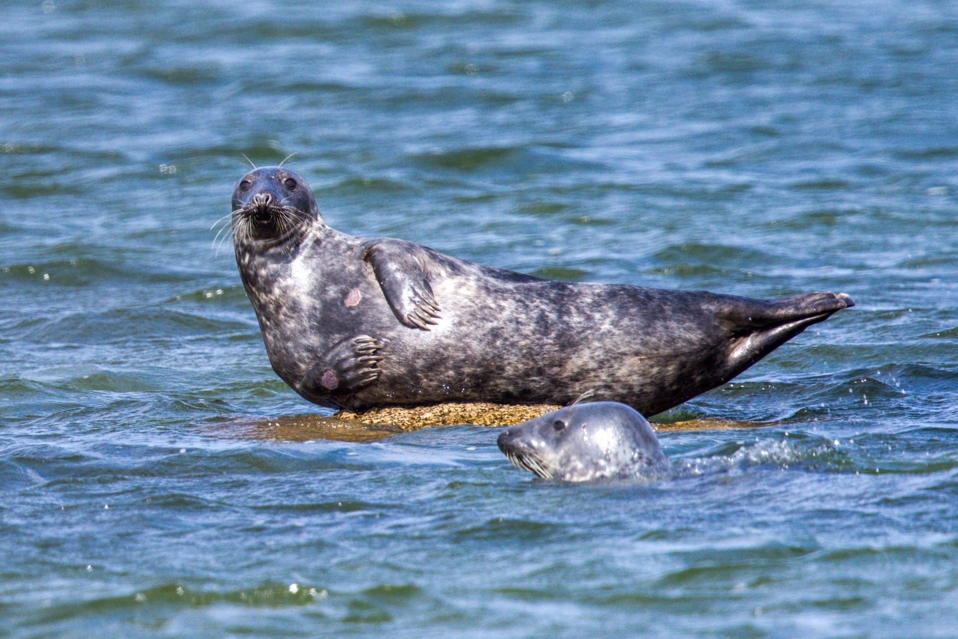Kegelrobben in Ostsee