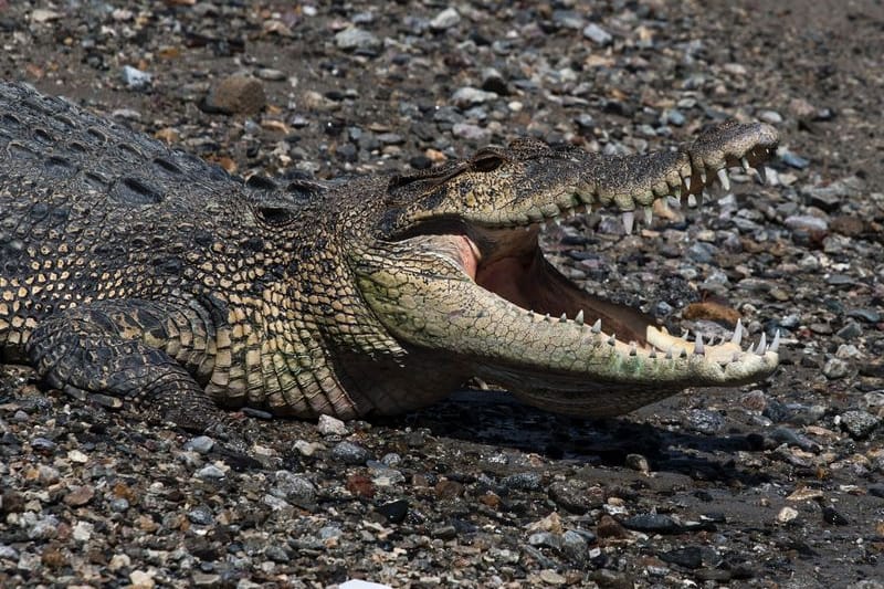 Ein wildes Salzwasserkrokodil sonnt sich in Indonesien (Symbolbild): In Indonesien kommt es oft zu tödlichen Angriffen auf Menschen.