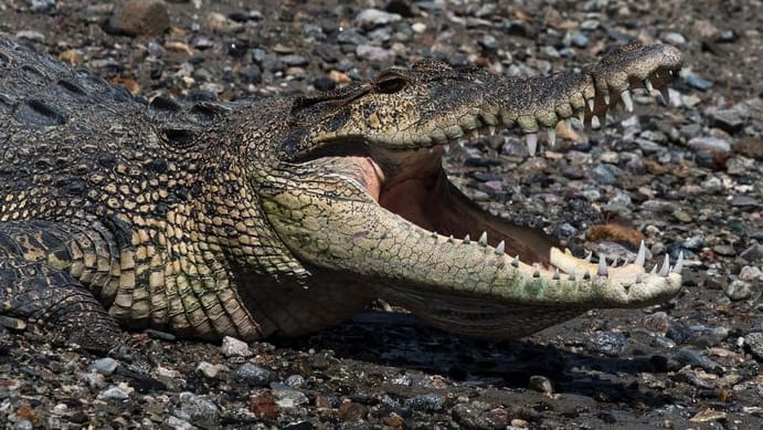 Ein wildes Salzwasserkrokodil sonnt sich in Indonesien (Symbolbild): In Indonesien kommt es oft zu tödlichen Angriffen auf Menschen.