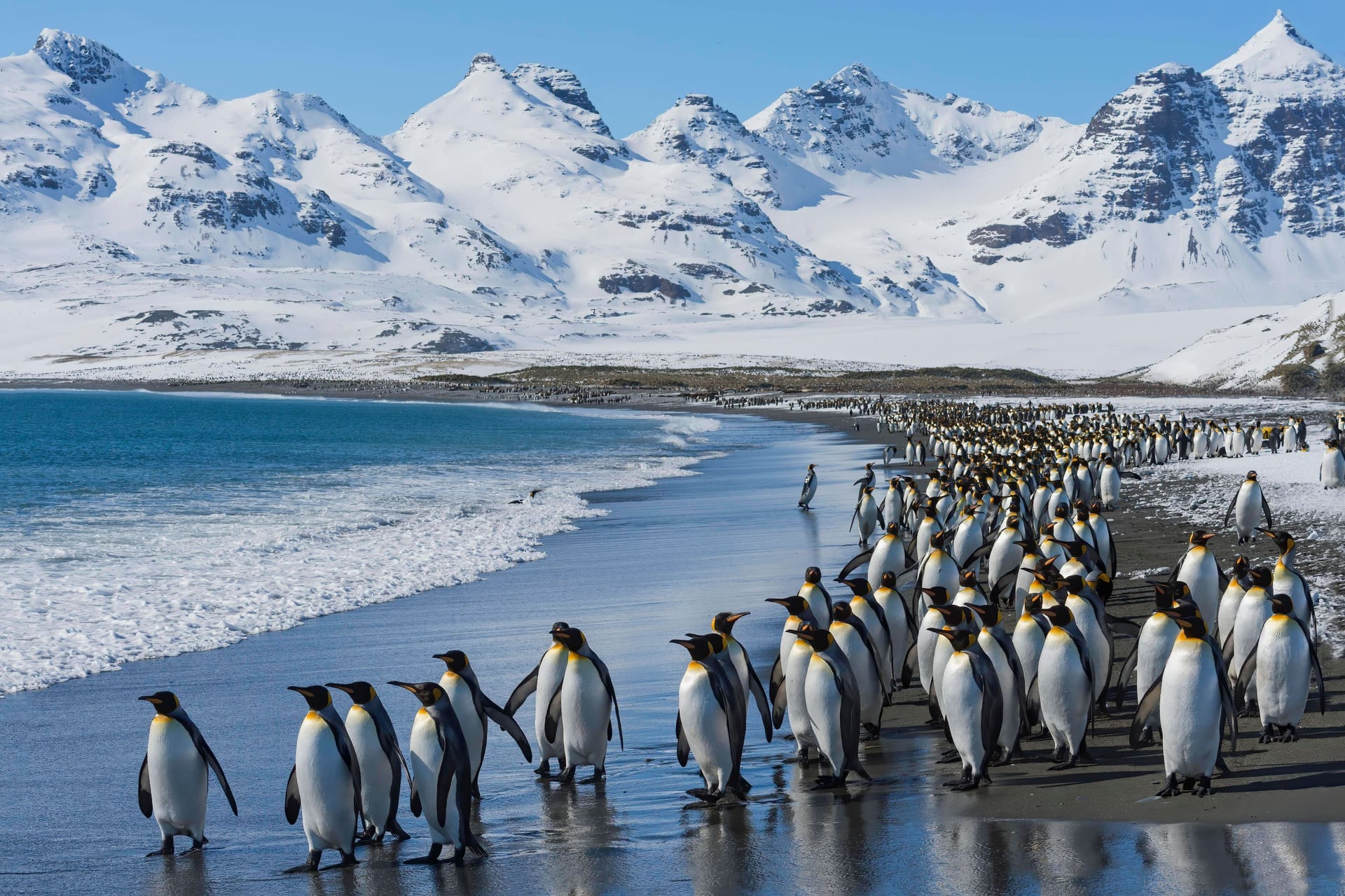 In der kalten Antarktis trotzen Königspinguine Rekordtemperaturen. Der weltweit tiefste Temperaturwert stammt wurde hier am 21. Juli 1983 gemessen.