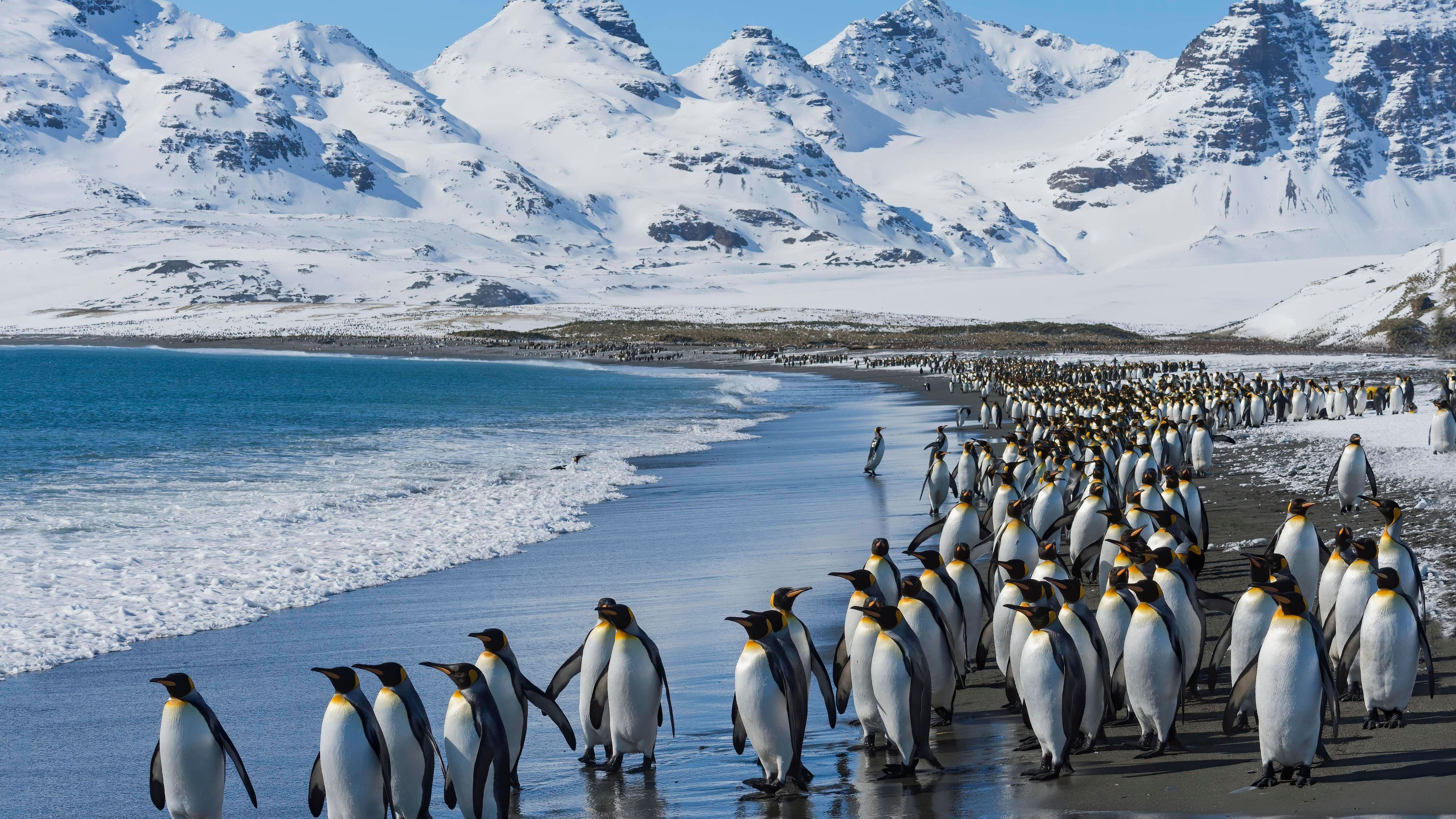 In der kalten Antarktis trotzen Königspinguine Rekordtemperaturen. Der weltweit tiefste Temperaturwert stammt wurde hier am 21. Juli 1983 gemessen.