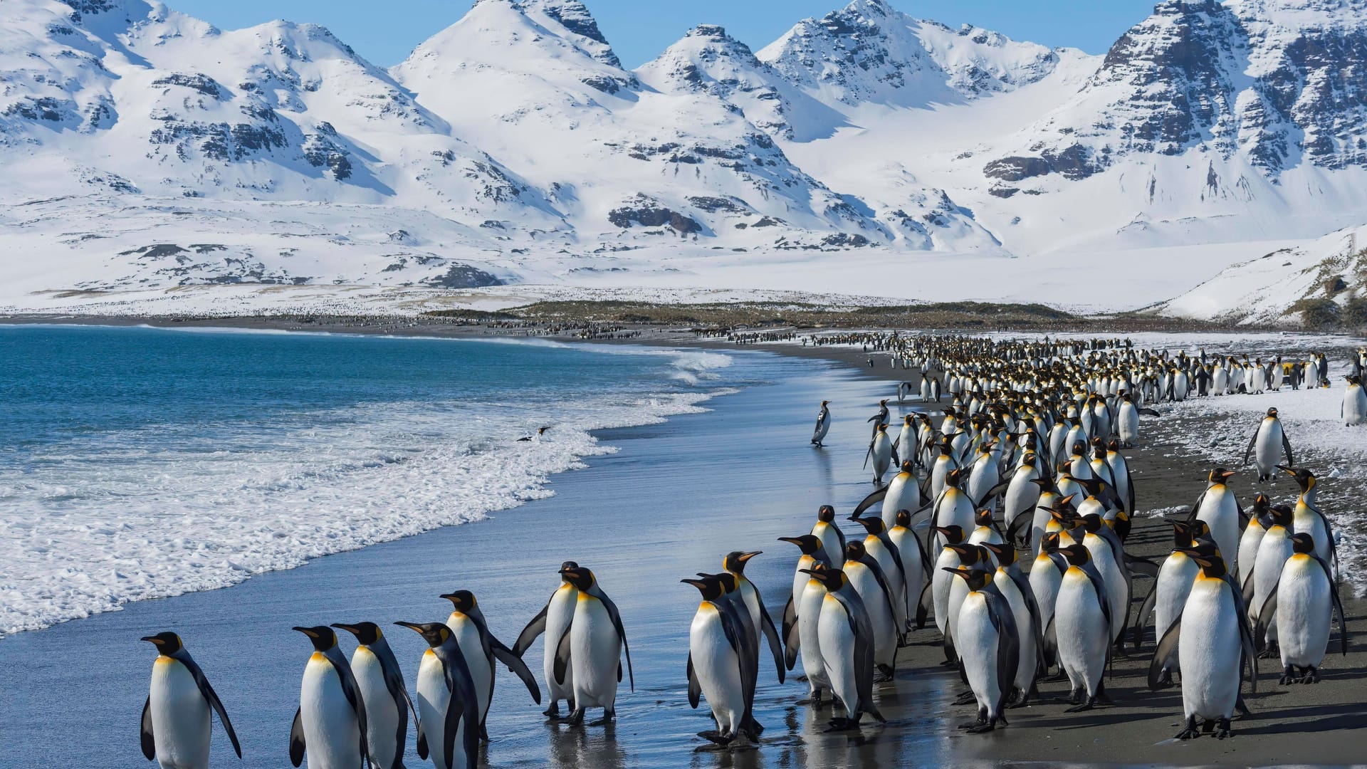 In der kalten Antarktis trotzen Königspinguine Rekordtemperaturen. Der weltweit tiefste Temperaturwert stammt wurde hier am 21. Juli 1983 gemessen.