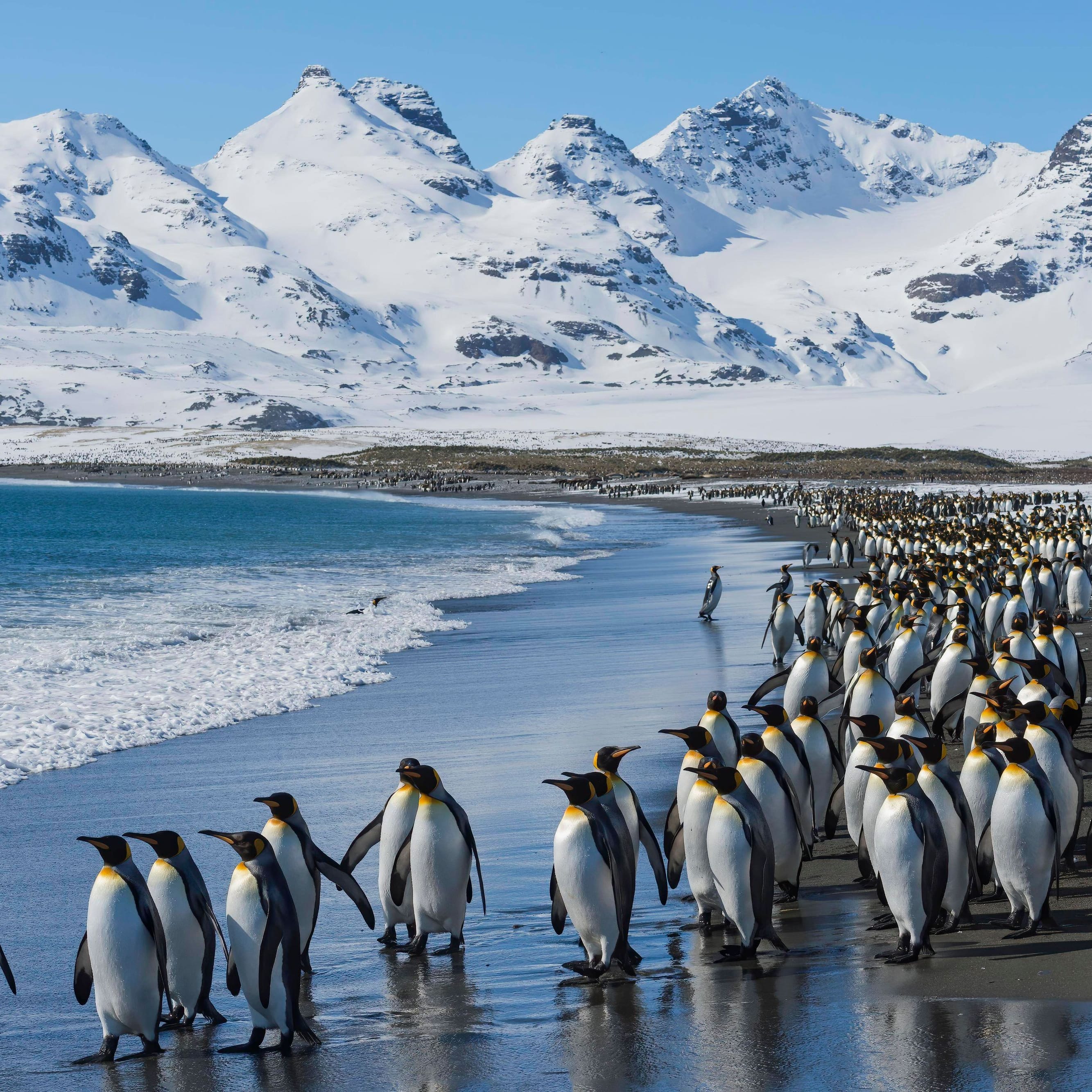 In der kalten Antarktis trotzen Königspinguine Rekordtemperaturen. Der weltweit tiefste Temperaturwert stammt wurde hier am 21. Juli 1983 gemessen.