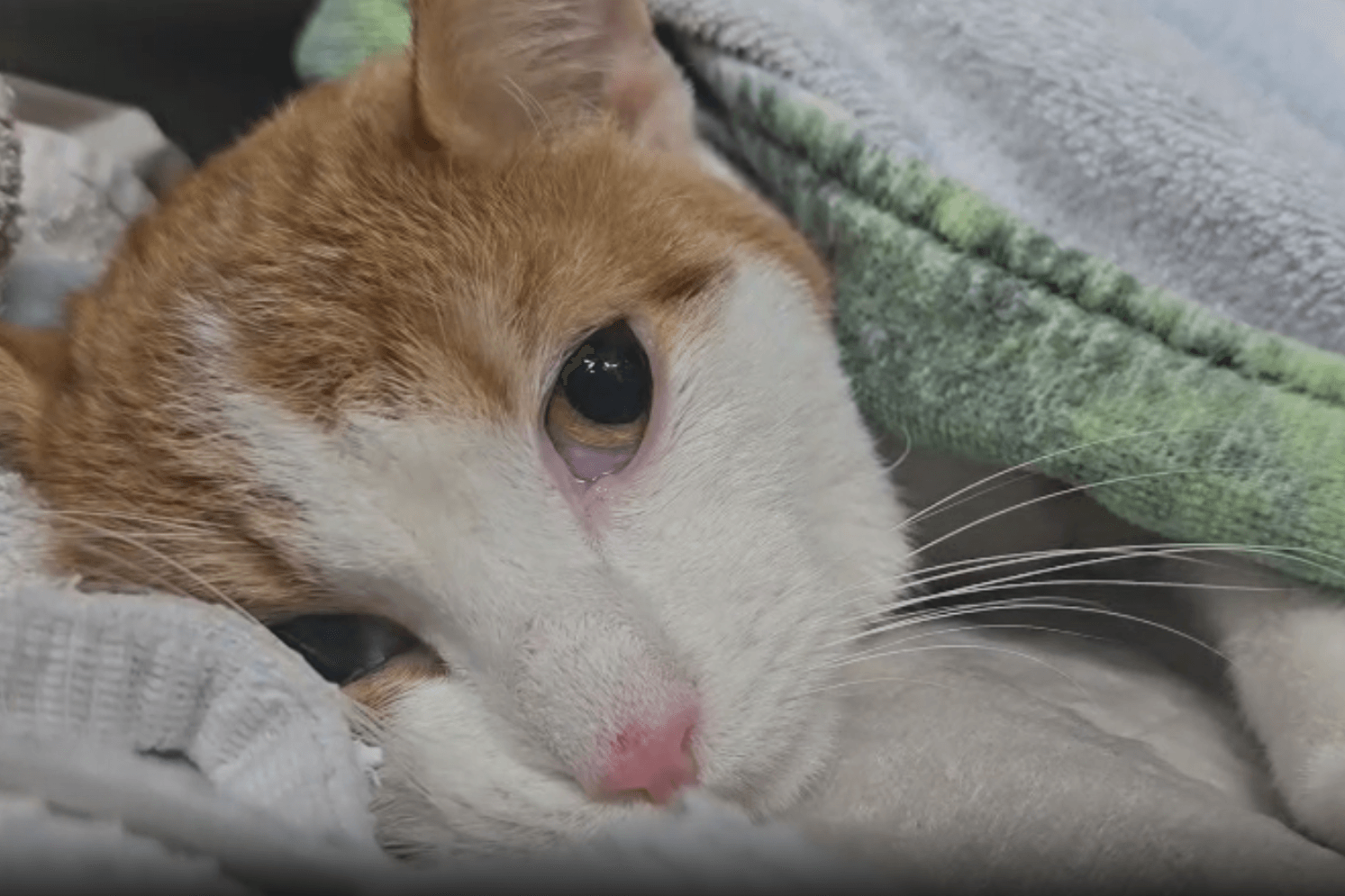 Kater Niko bei der Tierhilfe in Wolfsburg: Eine Operation rettete ihm das Leben.