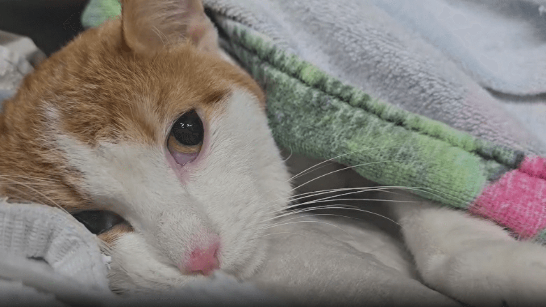 Kater Niko bei der Tierhilfe in Wolfsburg: Eine Operation rettete ihm das Leben. Kater Niko bei der Tierhilfe in Wolfsburg: Eine Operation rettete ihm das Leben.