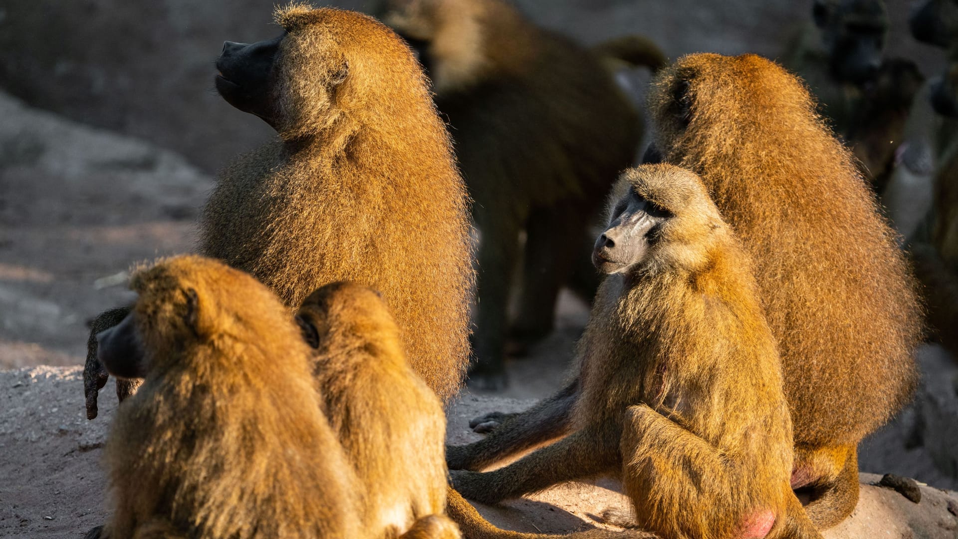 Guinea-Paviane im Tiergarten (Archivbild): Weil die Herde zu groß für das Gehege ist, kommt es unter den Affen nach Angaben des Zoos zu Konflikten. Guinea-Paviane im Tiergarten (Archivbild): Weil die Herde zu groß für das Gehege ist, kommt es unter den Affen nach Angaben des Zoos zu Konflikten.