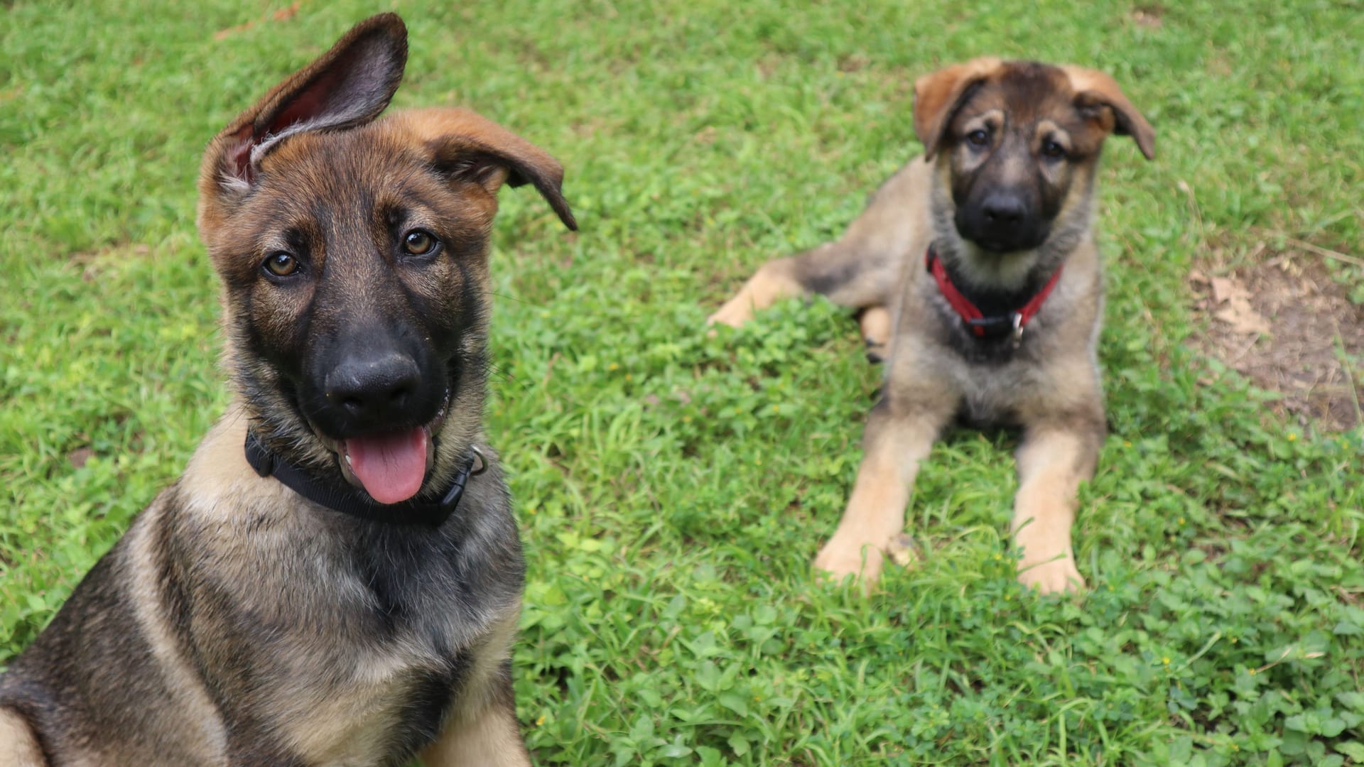 Selective of two Alsatian brown puppies on green grass