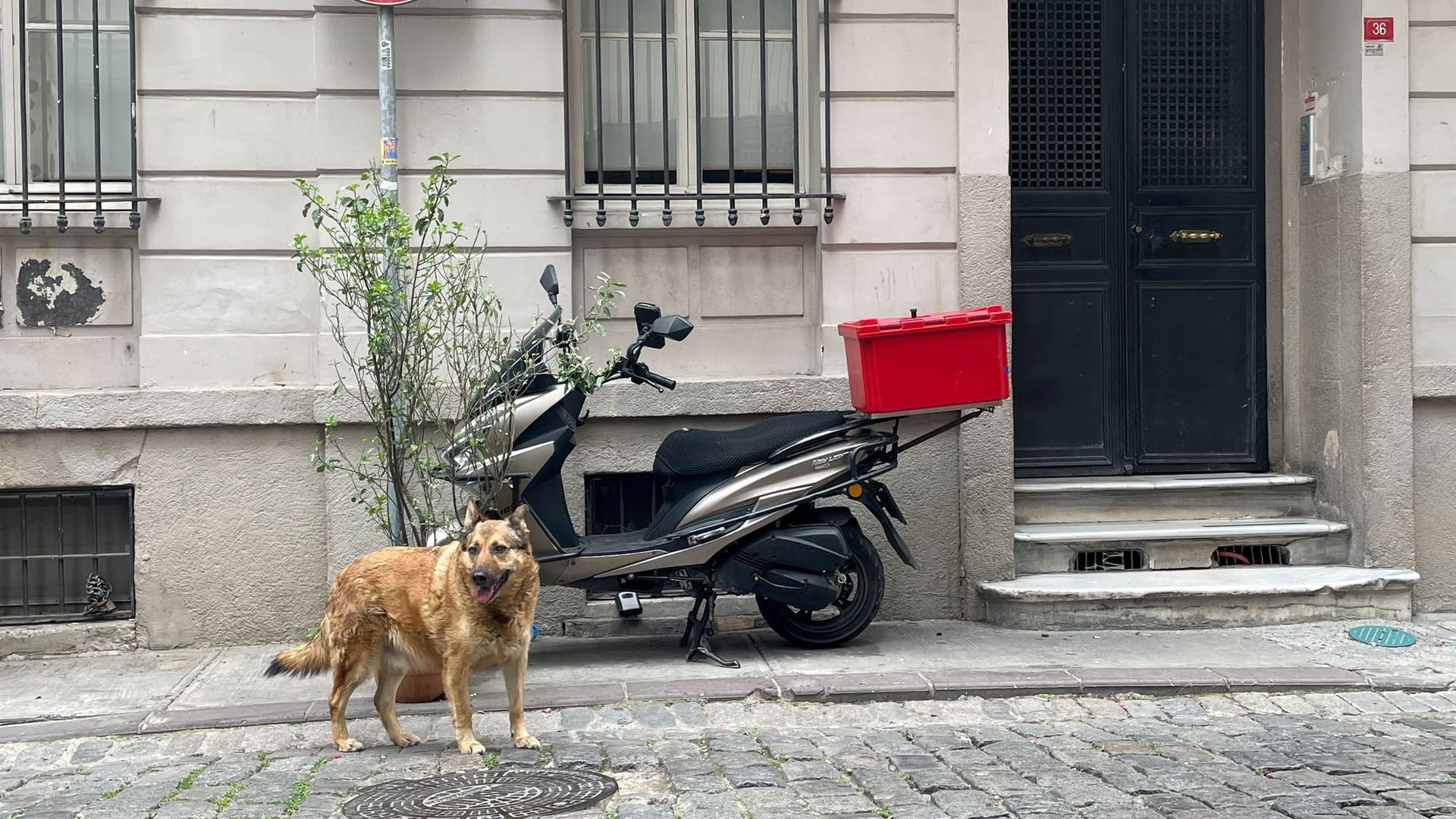 Straßenhund