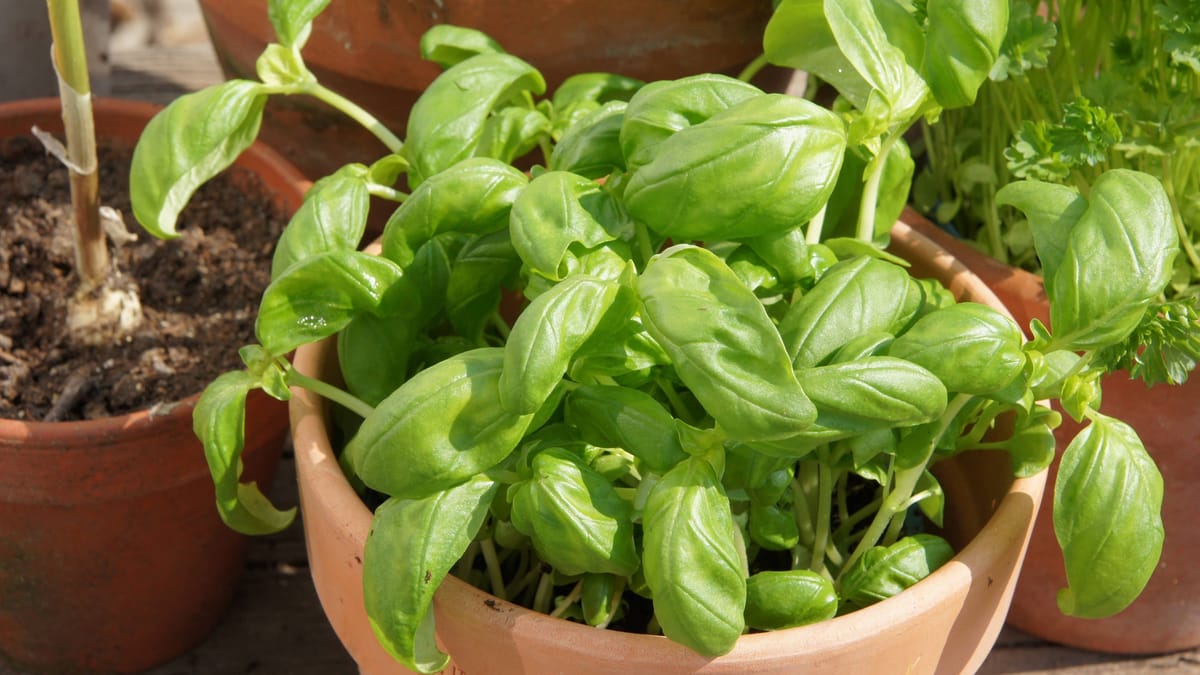 Basilikum: Schädlinge erkennen und loswerden – so geht's