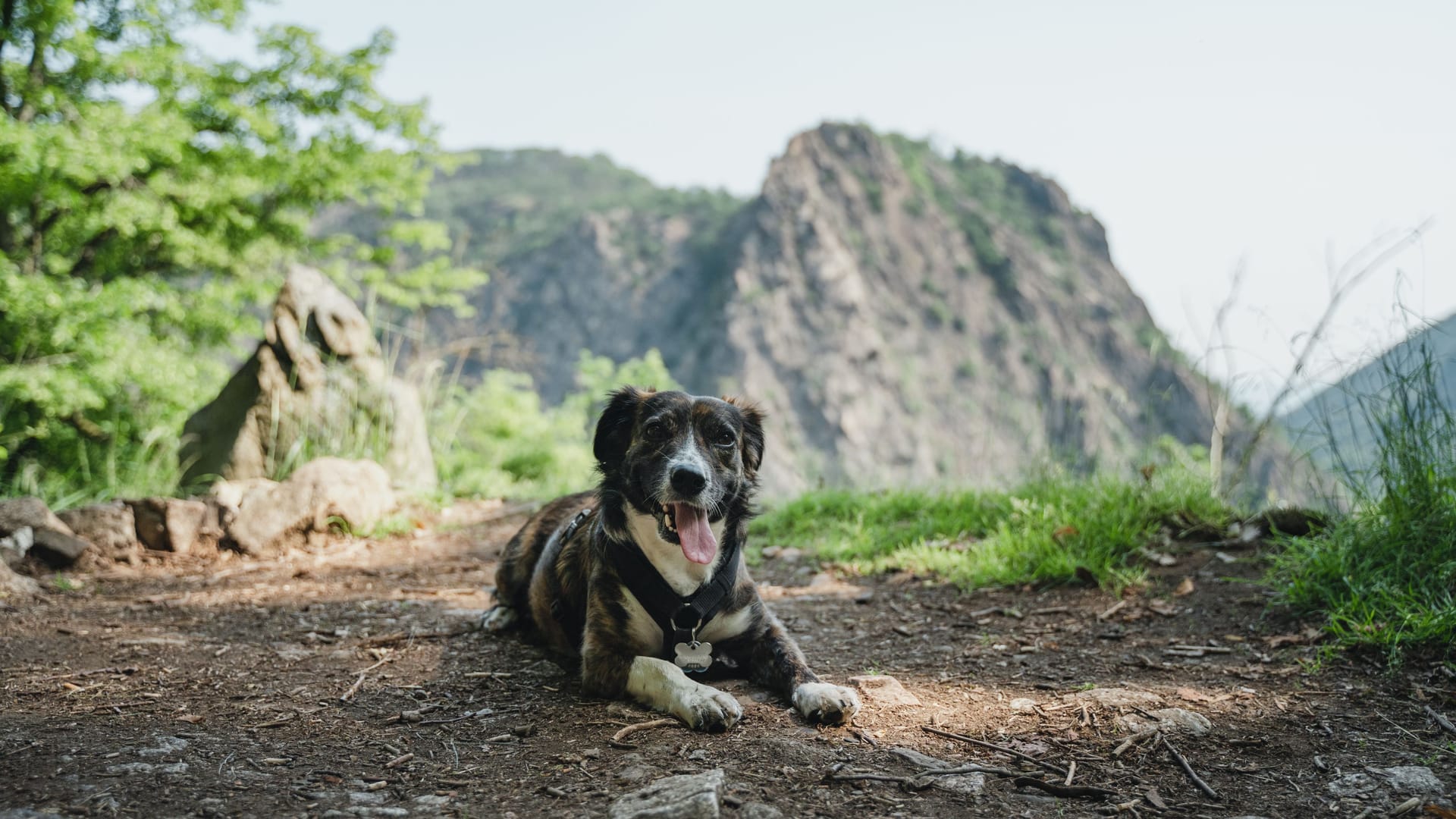 Ein Hund im Harz (Symbolbild): Die Harzer Wandernadel gibt es inzwischen auch für die Vierbeiner. Ein Hund im Harz (Symbolbild): Die Harzer Wandernadel gibt es inzwischen auch für die Vierbeiner.