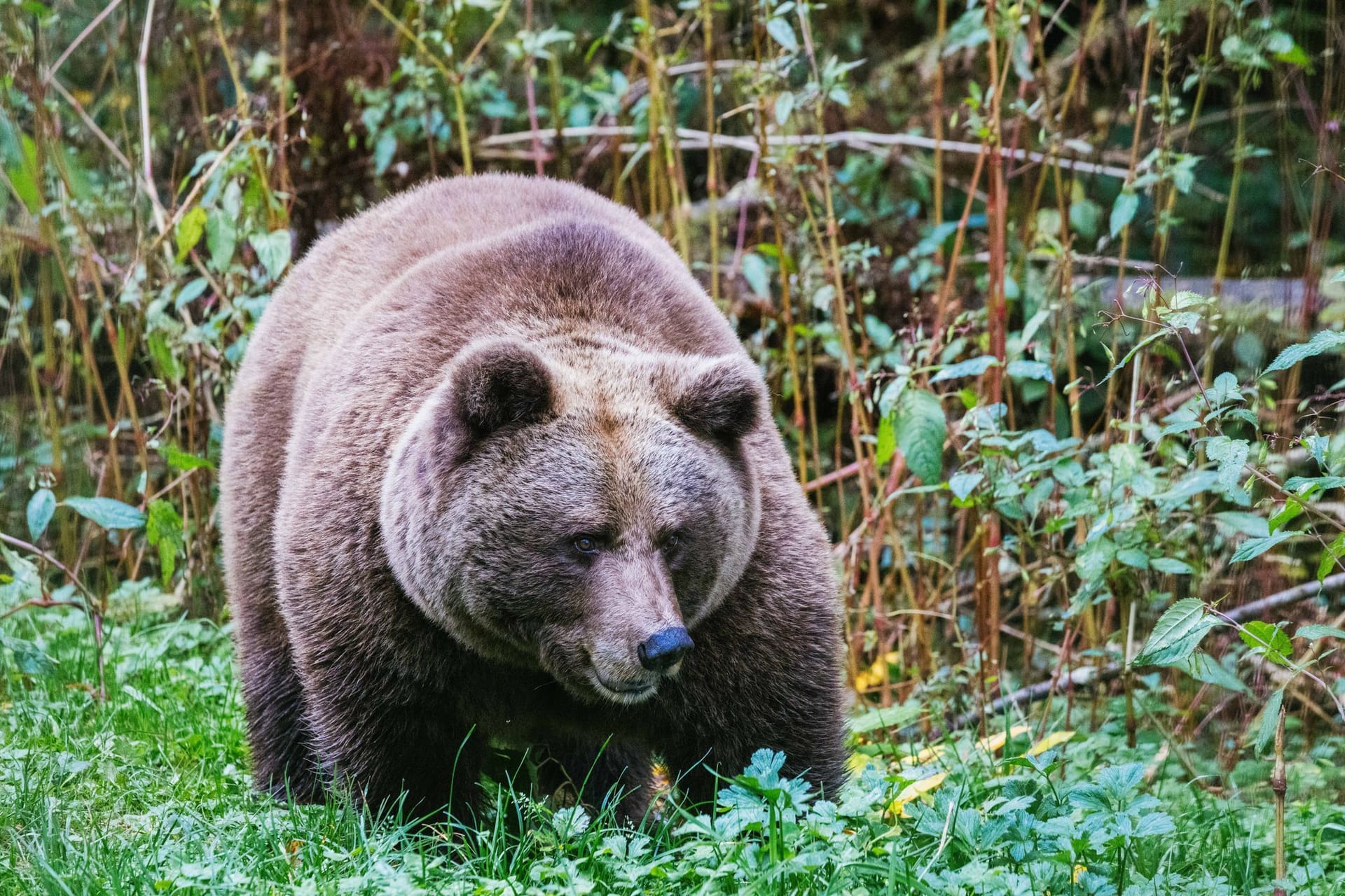 Bärin in Schwarzwald-Park