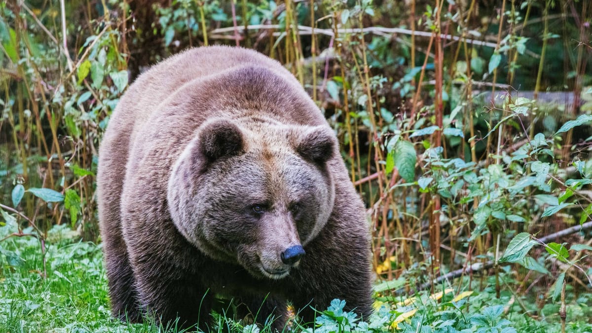 Schwarzwald: "Problembärin" Gaia auf dem Weg nach Deutschland