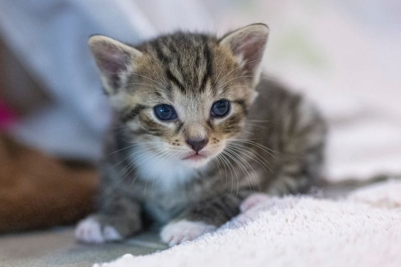 Eine junge Katze (Symbolbild): Eine Tierschutzinitiative hat eine Katze gefunden und in eine Klinik gebracht.