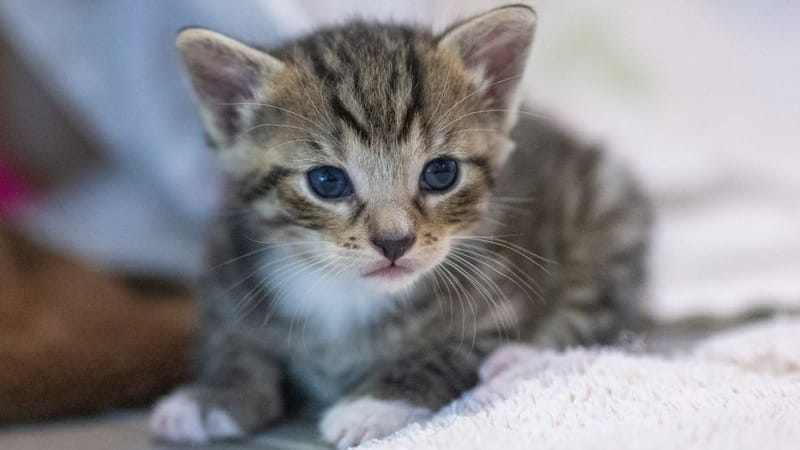 Eine junge Katze (Symbolbild): Eine Tierschutzinitiative hat eine Katze gefunden und in eine Klinik gebracht.