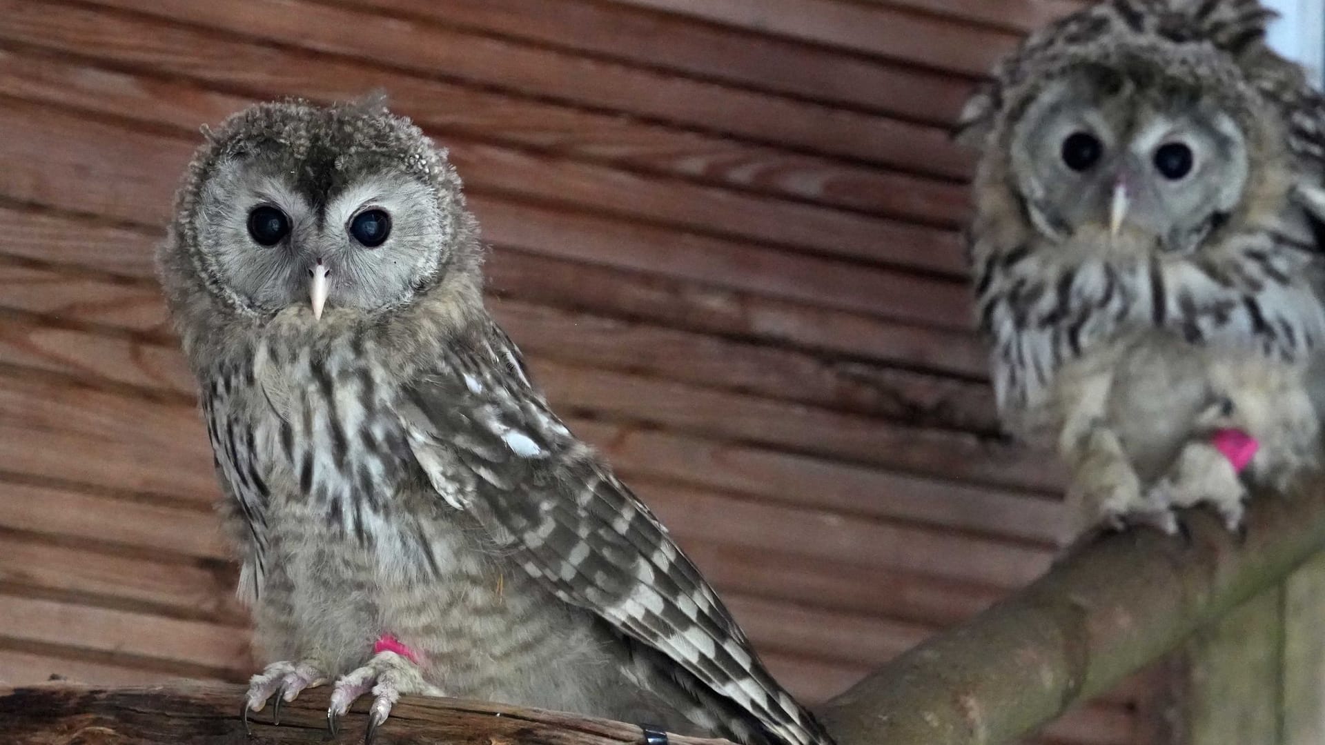 Habichtskäuze aus Zoo Leipzig sollen ausgewildert werden