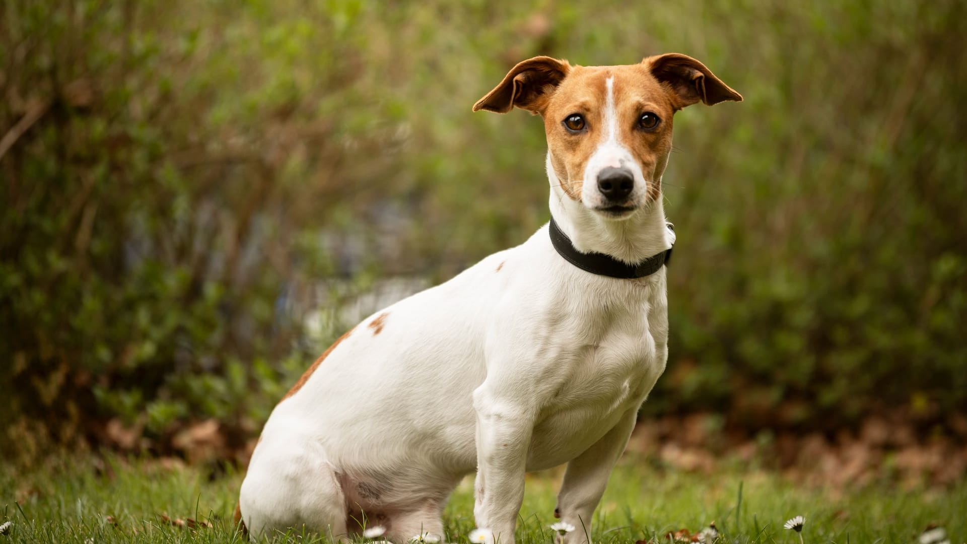 Das Tierheim Nürnberg sucht ein neues Zuhause für den Jack Russel, mit dem die Vorbesitzer offenbar überfordert waren. Das Tierheim Nürnberg sucht ein neues Zuhause für den Jack Russel, mit dem die Vorbesitzer offenbar überfordert waren.