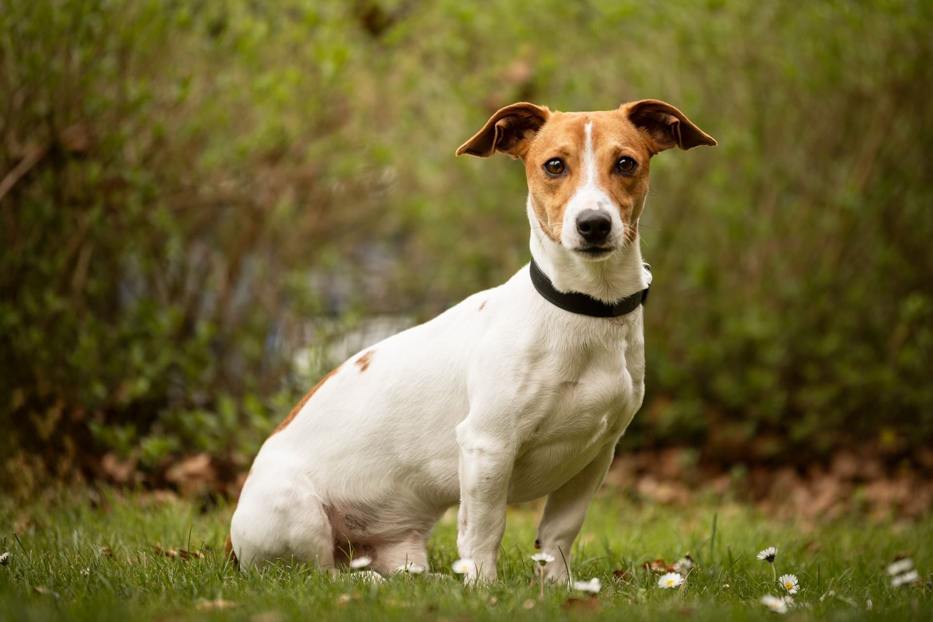 Das Tierheim Nürnberg sucht ein neues Zuhause für den Jack Russel, mit dem die Vorbesitzer offenbar überfordert waren. Das Tierheim Nürnberg sucht ein neues Zuhause für den Jack Russel, mit dem die Vorbesitzer offenbar überfordert waren.