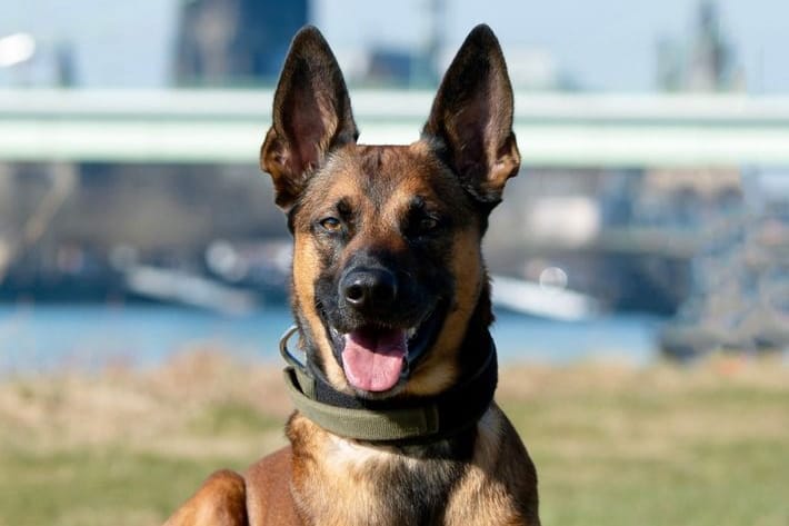 Diensthund Loki: Der Schäferhund stellte den Mann.