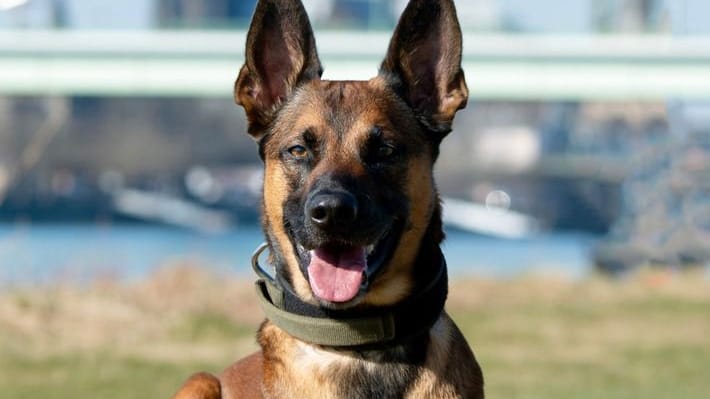 Diensthund Loki: Der Schäferhund stellte den Mann.