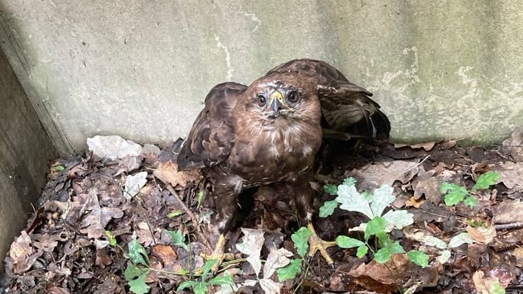 Missliche Lage: Am Samstagmittag fanden Spaziergänger einen gefangenen Bussard im Stadtwald