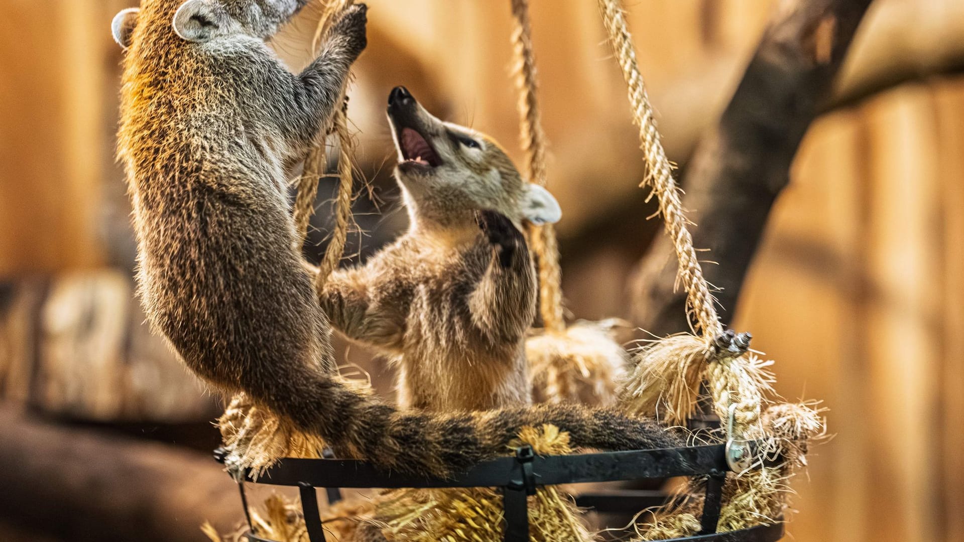 Nachwuchs bei den Weißrüssel-Nasenbären im Opel-Zoo Nachwuchs bei den Weißrüssel-Nasenbären im Opel-Zoo