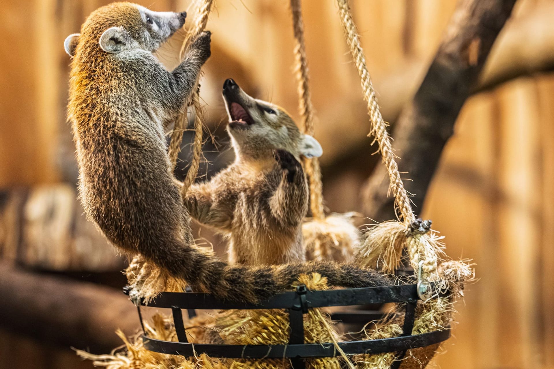 Nachwuchs bei den Weißrüssel-Nasenbären im Opel-Zoo