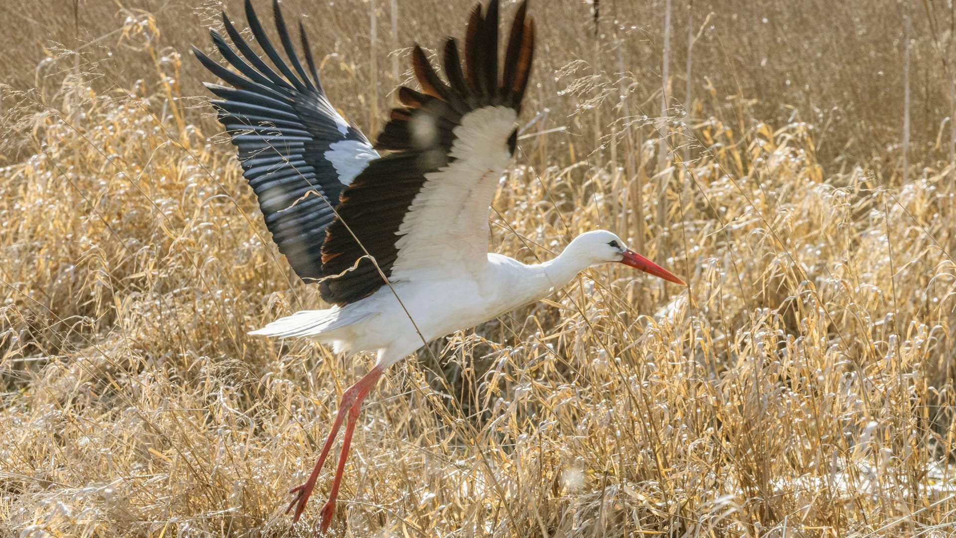 Ein Weißstorch im Erdinger Moos (Archivbild):