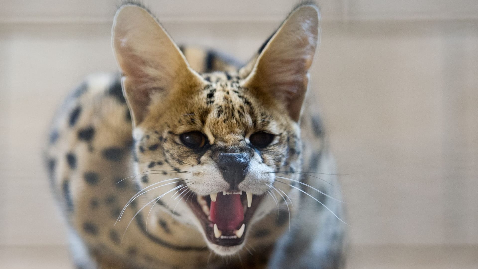 Eine Servalkatze zeigt ihre Zähne (Symbolbild): In Reinbek ist ein solches Tier aus privater Haltung verschwunden. Eine Servalkatze zeigt ihre Zähne (Symbolbild): In Reinbek ist ein solches Tier aus privater Haltung verschwunden.