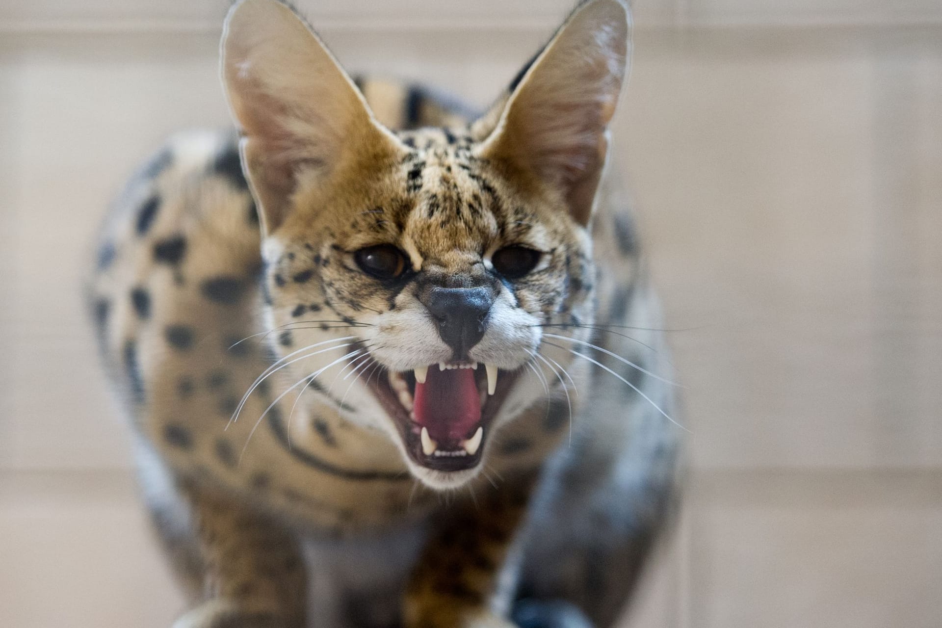 Eine Servalkatze zeigt ihre Zähne (Symbolbild): In Reinbek ist ein solches Tier aus privater Haltung verschwunden. Eine Servalkatze zeigt ihre Zähne (Symbolbild): In Reinbek ist ein solches Tier aus privater Haltung verschwunden.