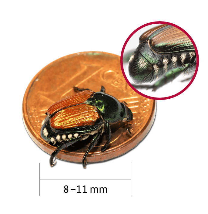 Der Japankäfer ist nur etwa einen Zentimeter lang und trägt am Hinterleib charakteristische weiße Haarbüschel.