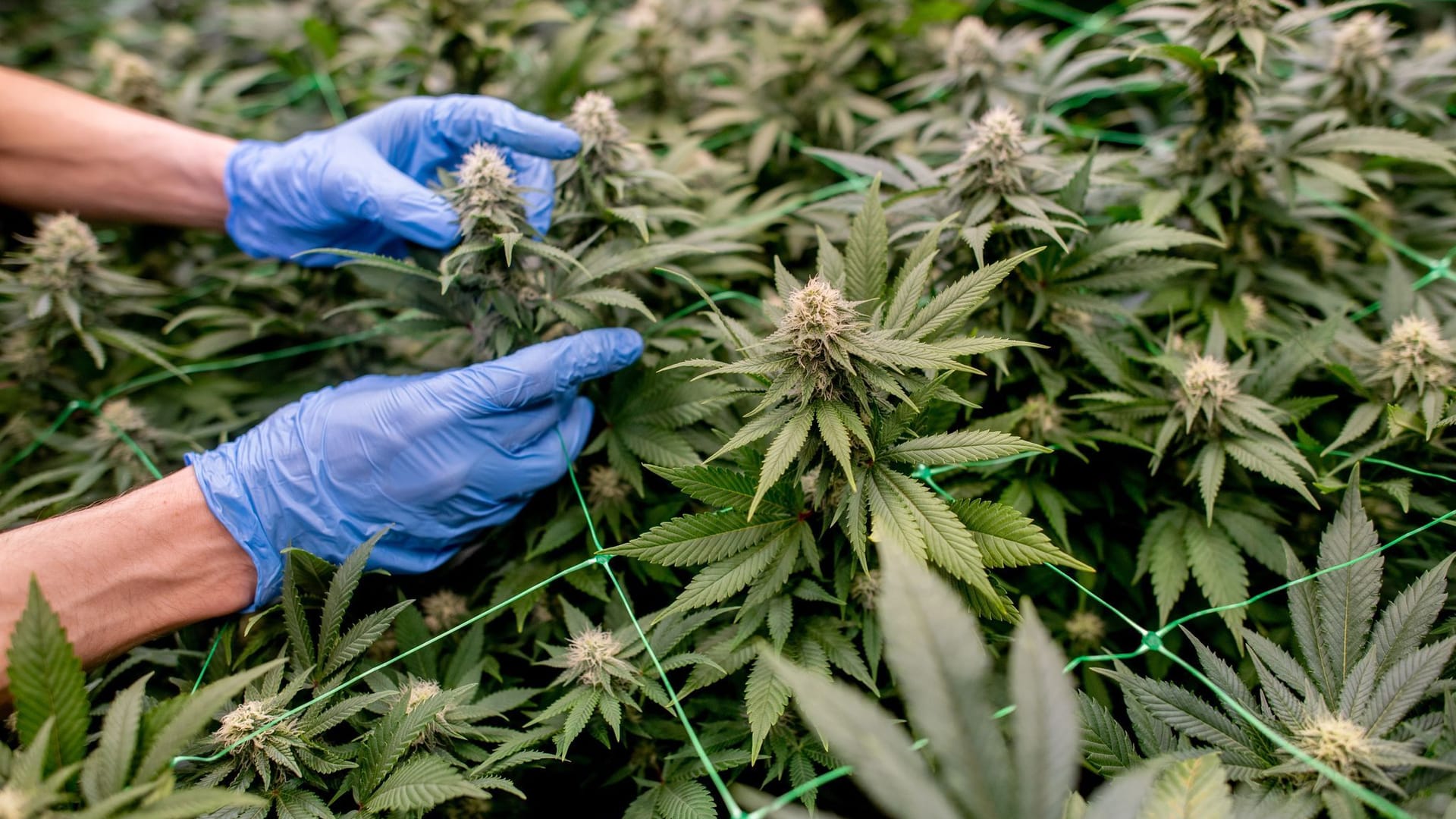 Cannabis Social Club Ganderkesee Cannabis Social Club Ganderkesee