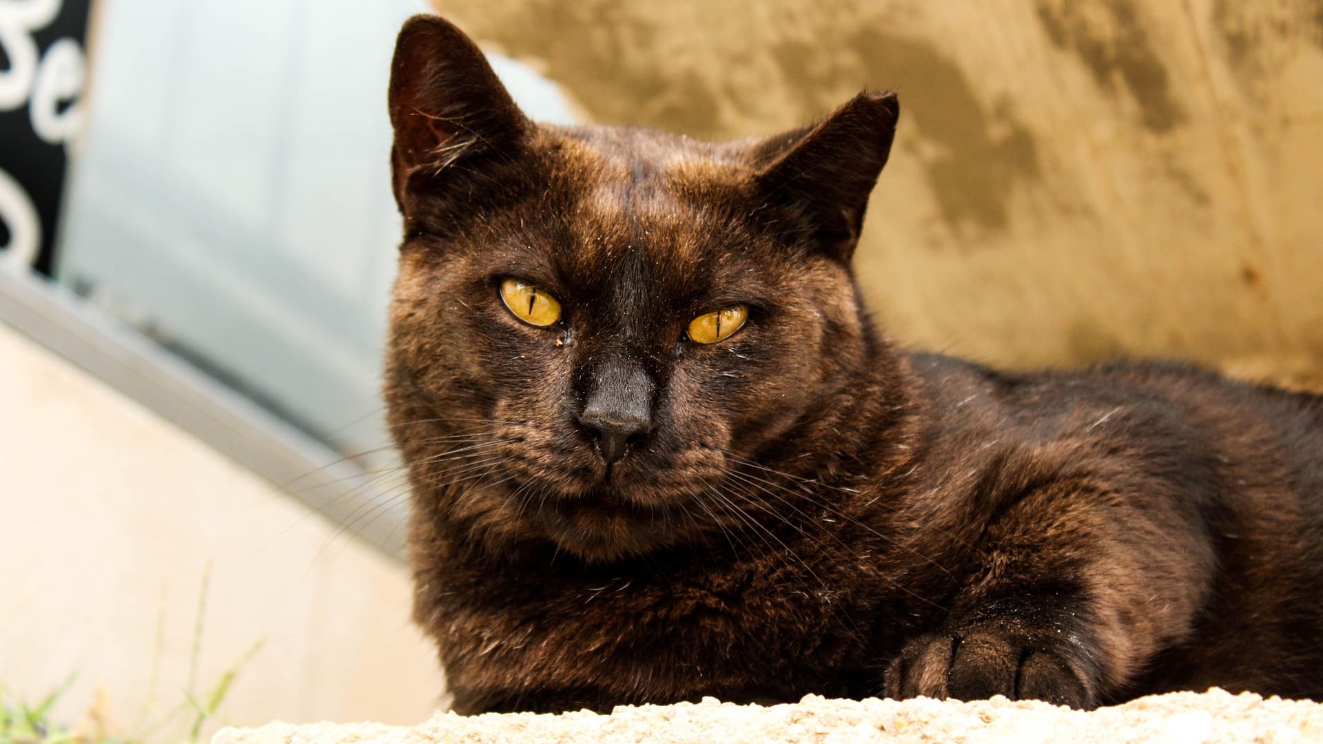 Selective closeup of a lazy brown cat