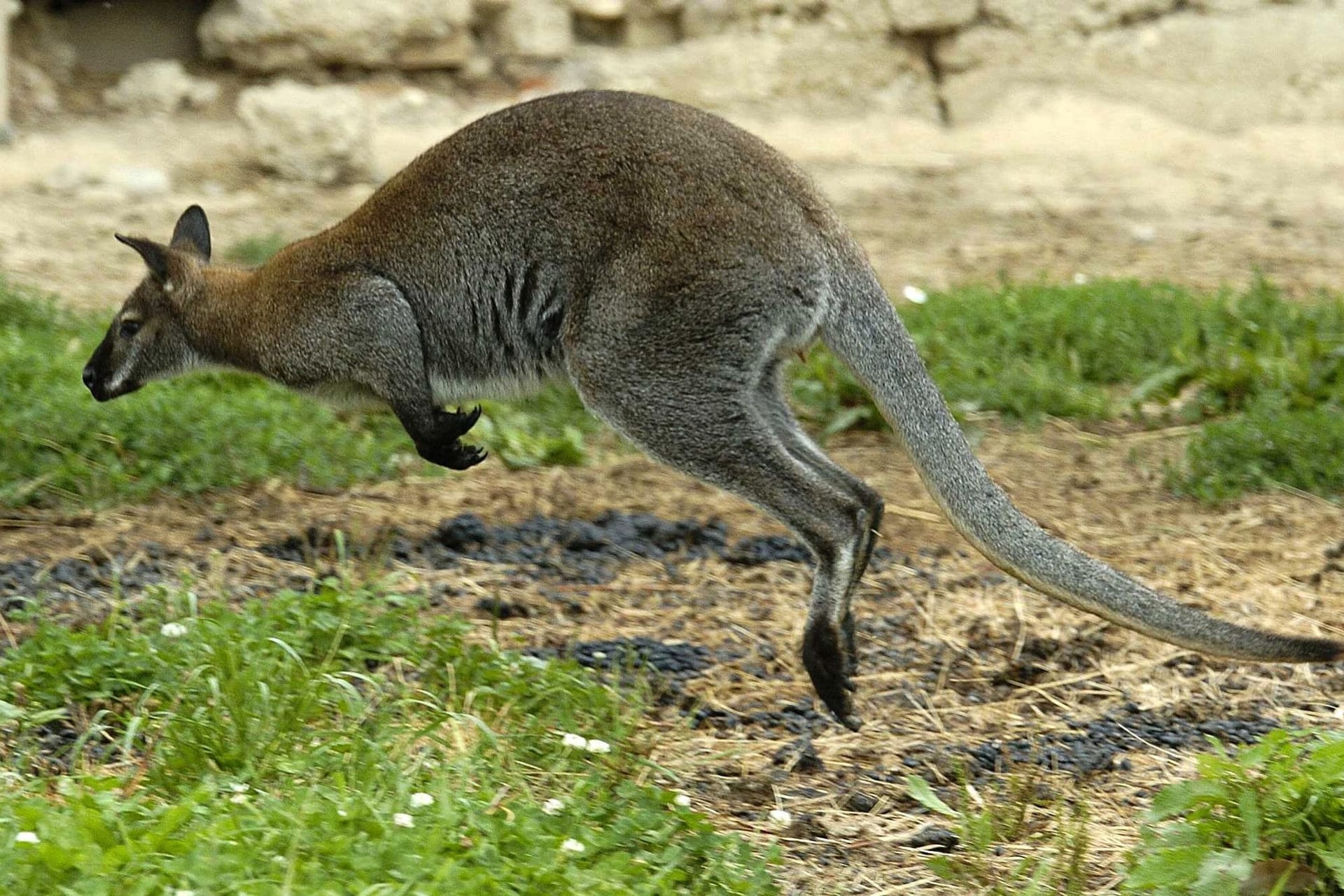 Symbolbild - Känguru im Gehege