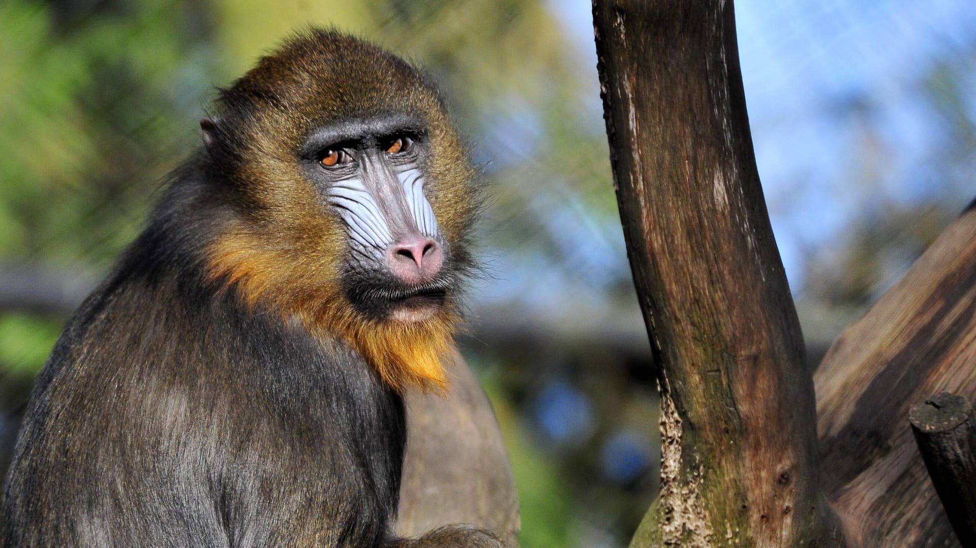 Mandrill im Tierpark Hagenbeck (Symbolfoto): Am Dienstag ist in dem Gehege ein Jungtier bei einem Unfall verstorben.