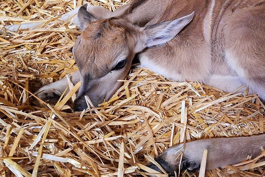 Nadia liegt im Stall: Der Elenantilopen-Nachwuchs wurde Ende Juni im Tierpark Hagenbeck geboren.