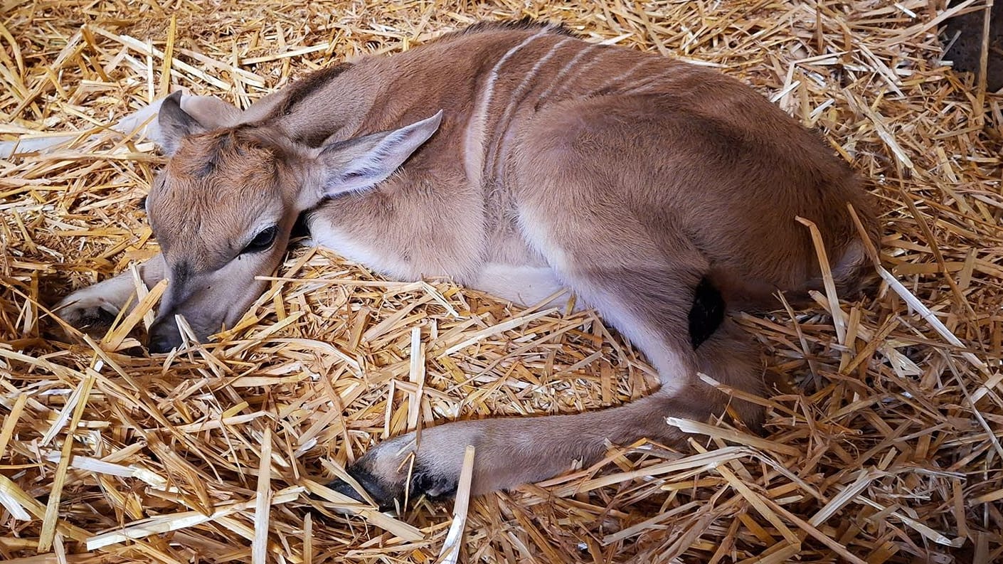 Nadia liegt im Stall: Der Elenantilopen-Nachwuchs wurde Ende Juni im Tierpark Hagenbeck geboren.