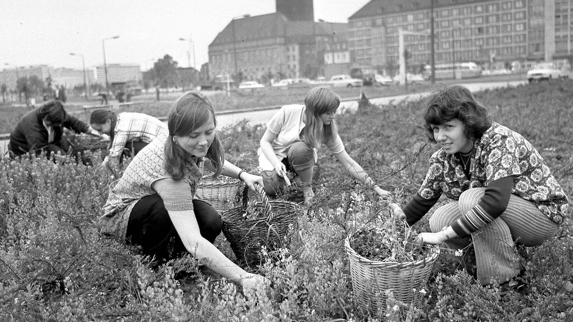 Frauen jäten Unkraut während eines Subotniks am Pirnaischen Platz in Dresden (Archivbild): Sie leisteten unbezahlten Arbeit an einem Samstag.