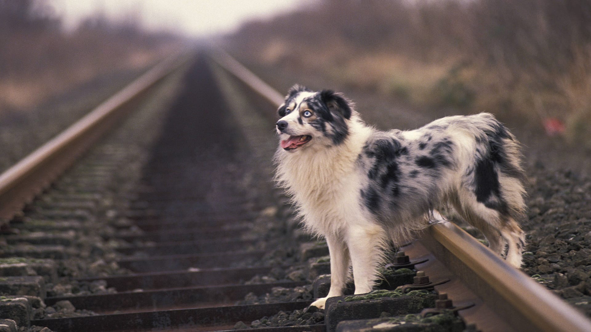 Ein Hund auf Bahnschienen (Symbolbild): Eine Gassirunde hat für eine 54-Jährige jetzt ein Nachspiel.