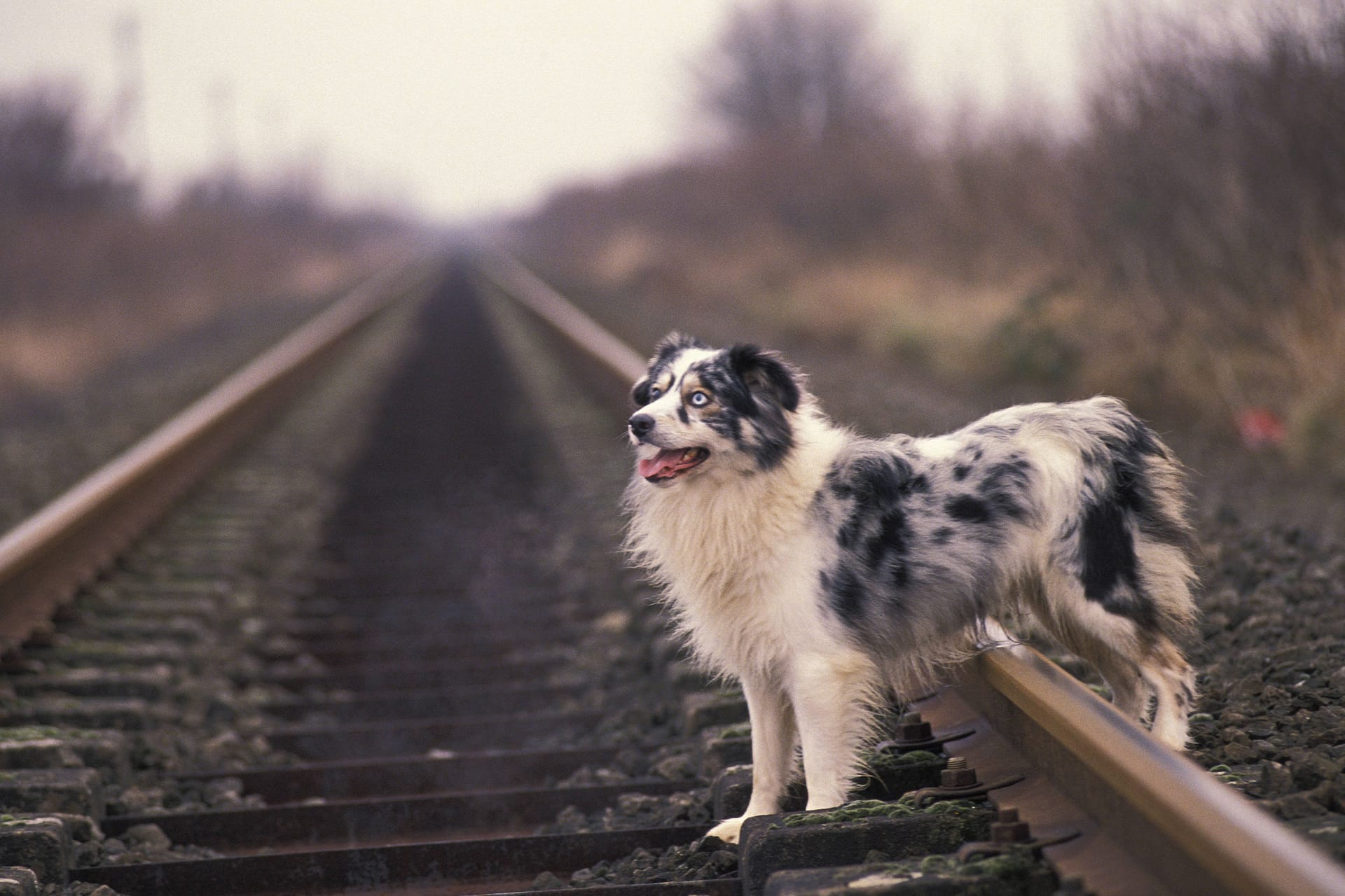 Ein Hund auf Bahnschienen (Symbolbild): Eine Gassirunde hat für eine 54-Jährige jetzt ein Nachspiel.